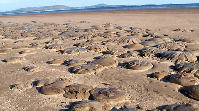 denizanasi1-001.jpg denizanasi1-001.jpg