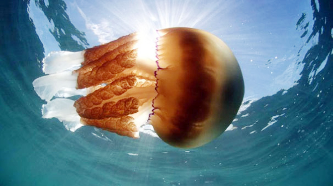 denizanasi1.jpg denizanasi1.jpg