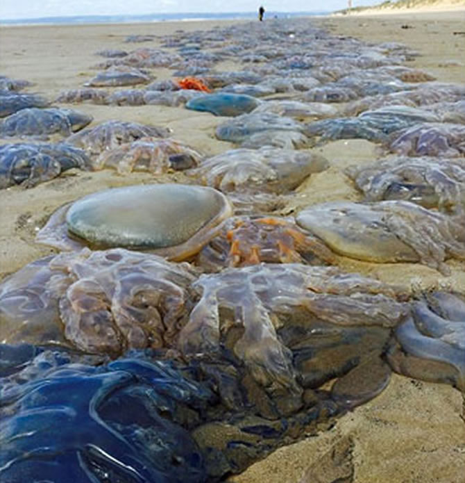 denizanasi2-001.jpg denizanasi2-001.jpg