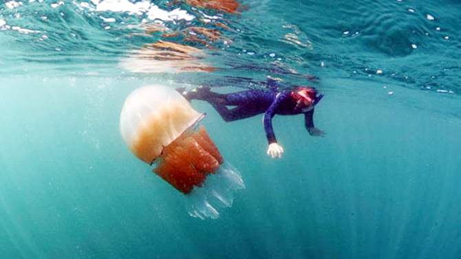 denizanasi2.jpg denizanasi2.jpg