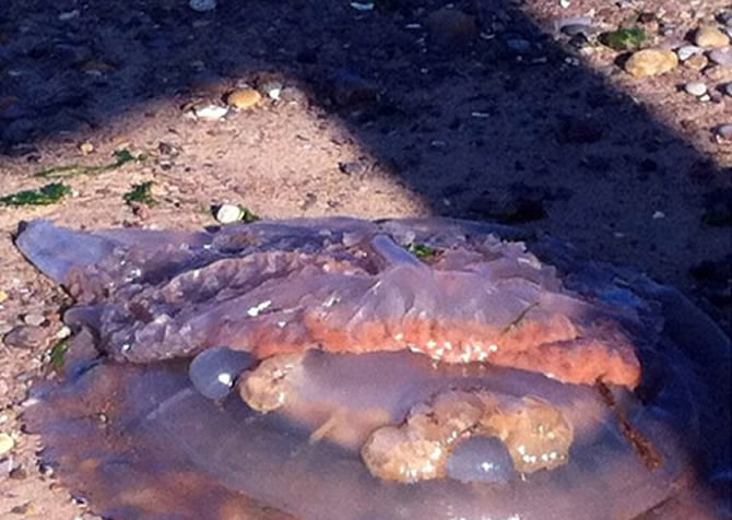 denizanasi3.jpg denizanasi3.jpg