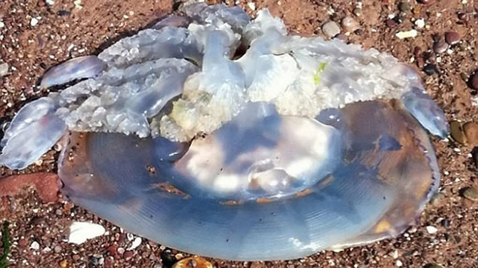 denizanasi4.jpg denizanasi4.jpg