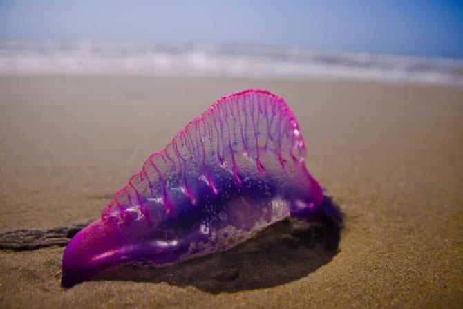 denizanasi_zehirli_denizhaberajansi_1.jpg denizanasi_zehirli_denizhaberajansi_1.jpg