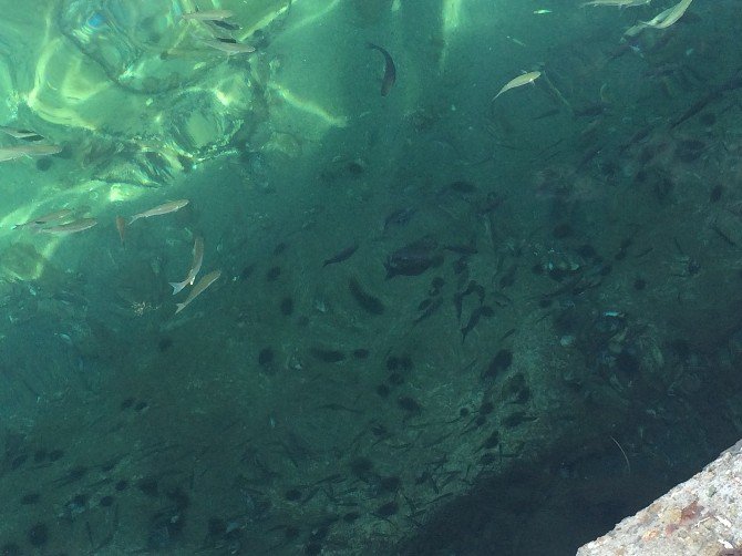 dogal_akvaryum1.jpg dogal_akvaryum1.jpg