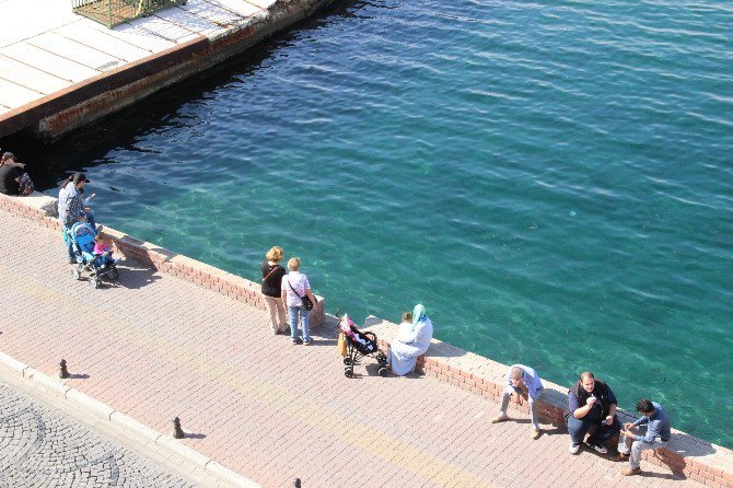 dogal_akvaryum2.jpg dogal_akvaryum2.jpg