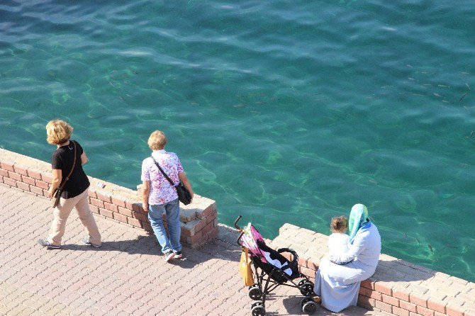 dogal_akvaryum3.jpg dogal_akvaryum3.jpg