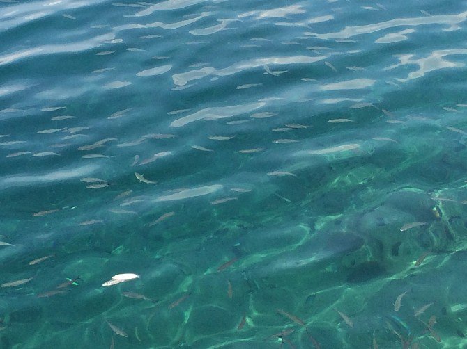 dogal_akvaryum5.jpg dogal_akvaryum5.jpg