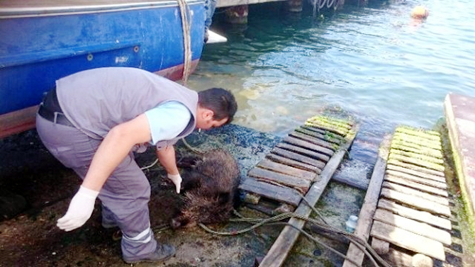 domuz1.jpg domuz1.jpg