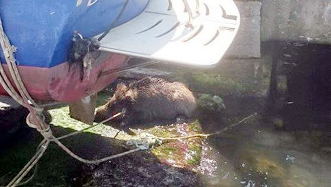 domuz2.jpg domuz2.jpg