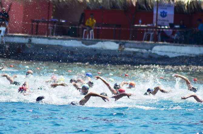 foca-yuzme2.jpg foca-yuzme2.jpg