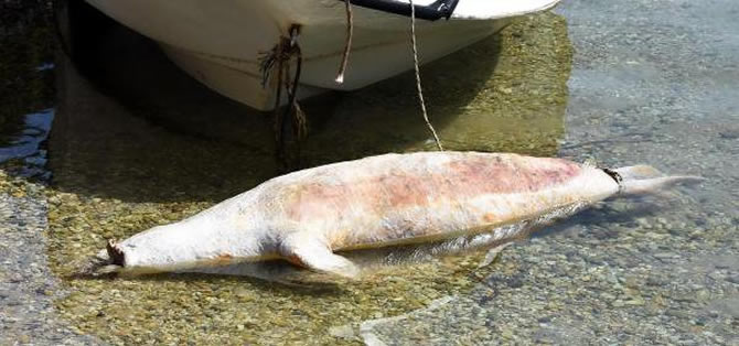 fok-006.jpg fok-006.jpg