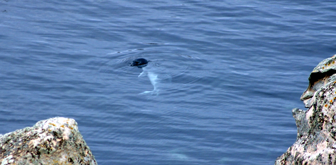 fok_denizde.jpg fok_denizde.jpg