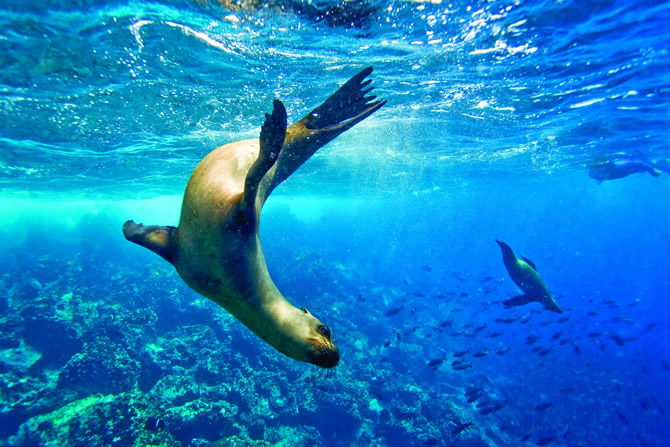 Galapagos