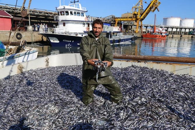 hamsi-001.jpg hamsi-001.jpg