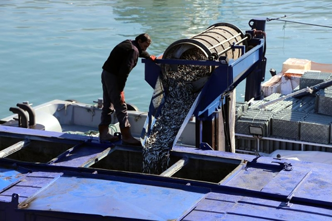 hamsi1-001.jpg hamsi1-001.jpg