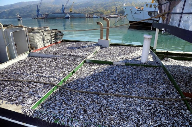 hamsi2.jpg hamsi2.jpg