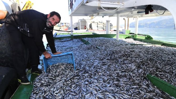 hamsi4.jpg hamsi4.jpg