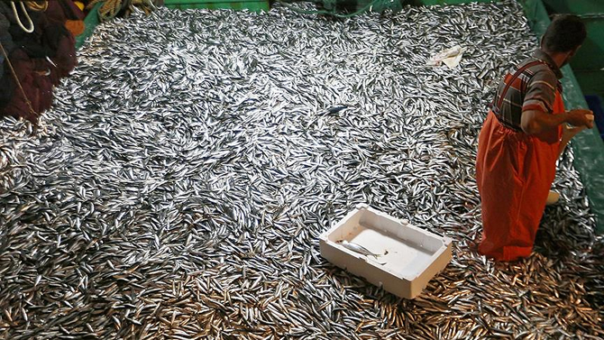 hamsi_4.jpg hamsi_4.jpg