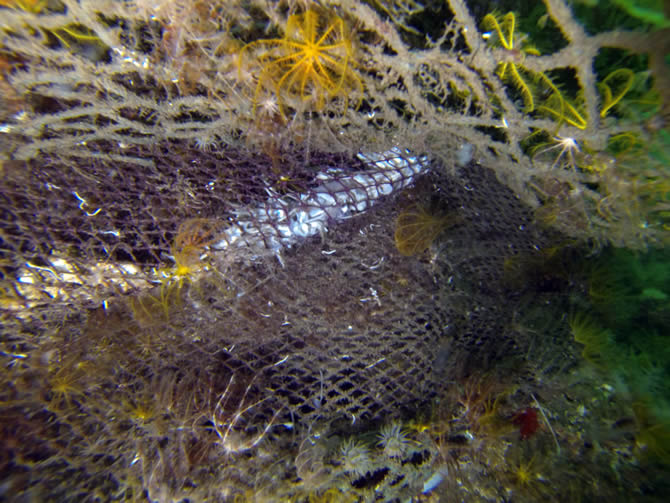 hayalet_ag-001.jpg hayalet_ag-001.jpg