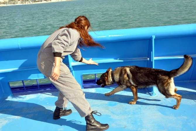 kopek-001.jpg kopek-001.jpg