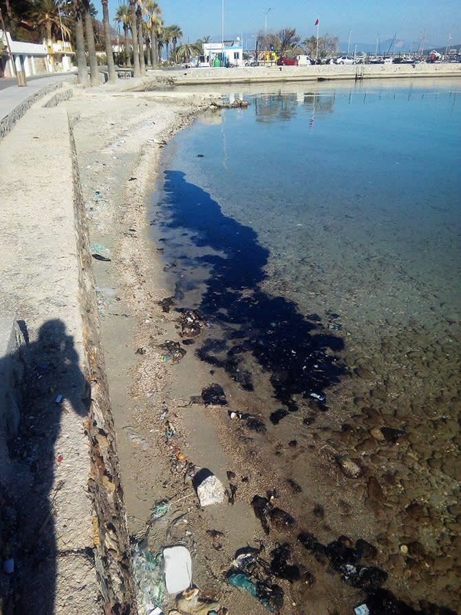 lady_tuna.jpg lady_tuna.jpg