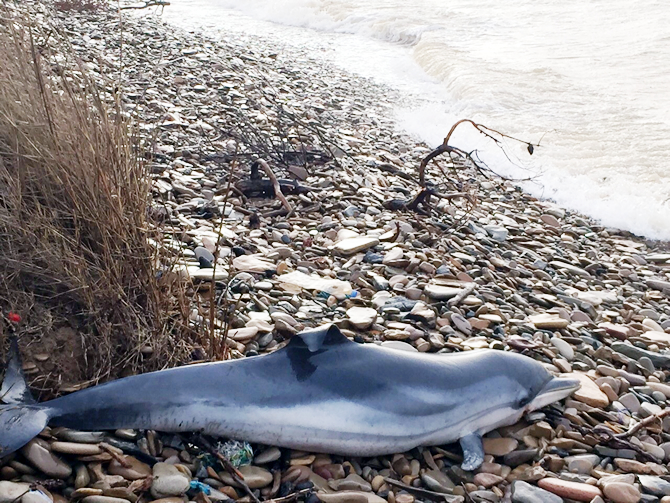 lodos1.jpg lodos1.jpg