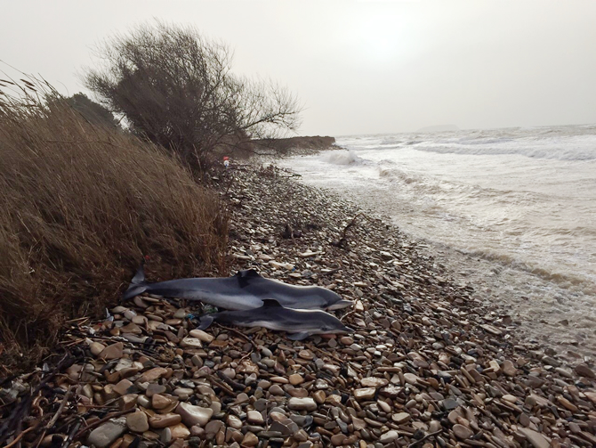 lodos3.jpg lodos3.jpg