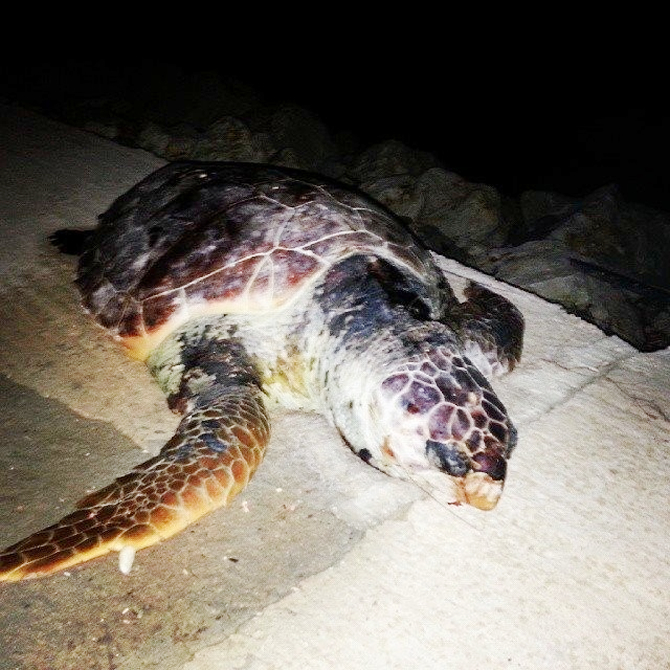 lodos4.jpg lodos4.jpg