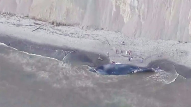 mavi_balina.jpg mavi_balina.jpg