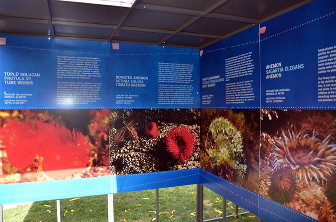 mercan1.jpg mercan1.jpg