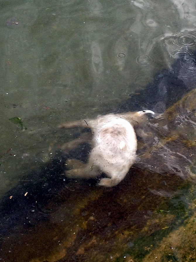 narli1.jpg narli1.jpg