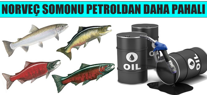 norvec-somon-petrol-denizhaberajansi-670.jpg