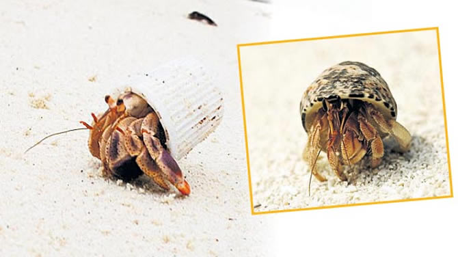 okyanus-plastikle-doldu--6090969.jpeg okyanus-plastikle-doldu--6090969.jpeg