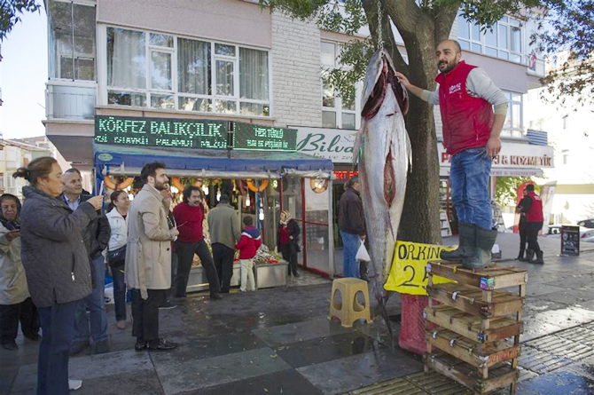 orkinos_1-001.jpg orkinos_1-001.jpg