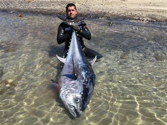 orkinos_1.jpg orkinos_1.jpg