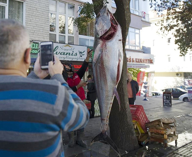 orkinos_2-001.jpg orkinos_2-001.jpg