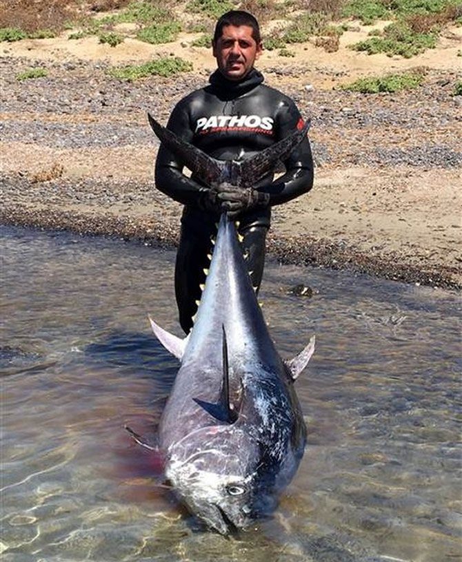 orkinos_2.jpg orkinos_2.jpg