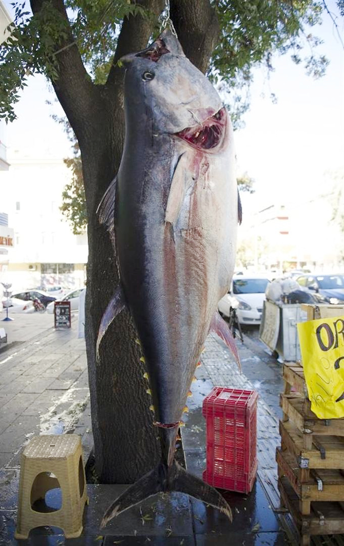 orkinos_3.jpg orkinos_3.jpg