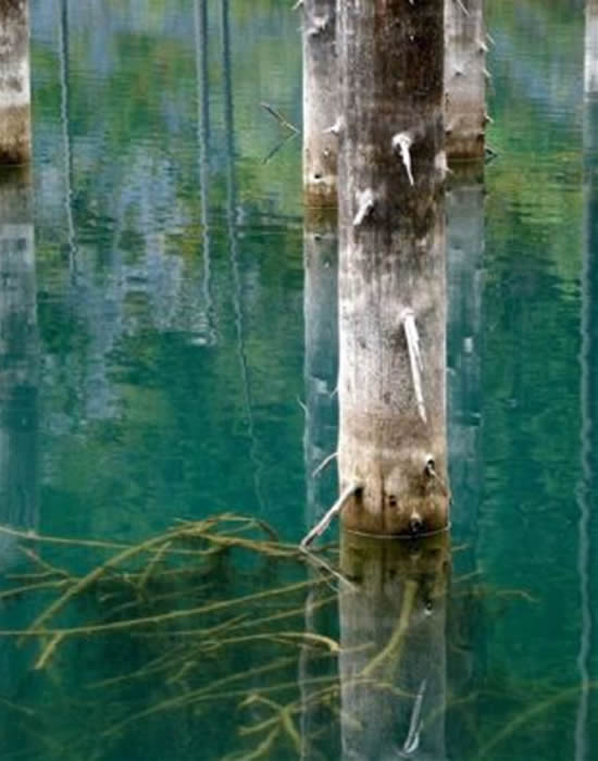 orman16.jpg orman16.jpg