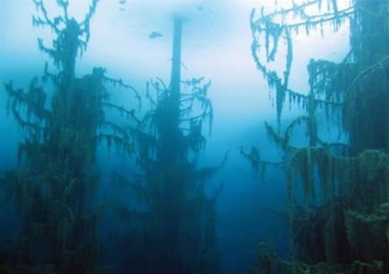 orman3.20130201121705.jpg orman3.20130201121705.jpg