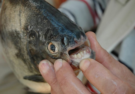 piranha.20121225161351.jpg