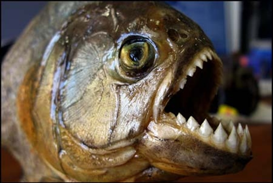 piranha6.jpg