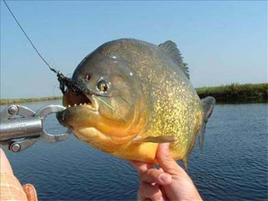 piranha7.jpg