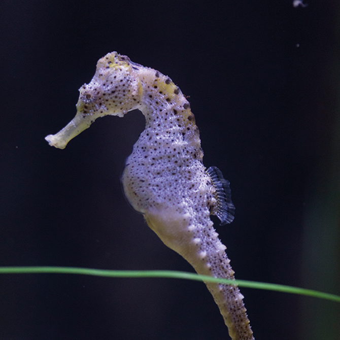 sea-life-akvaryum,-15-bin-deniz-canlisiyla-buyuluyor_1.jpg