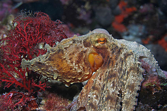 sea-life-akvaryum,-15-bin-deniz-canlisiyla-buyuluyor_3.jpg