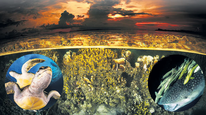 yasayan_marmara_buyuk.jpg yasayan_marmara_buyuk.jpg