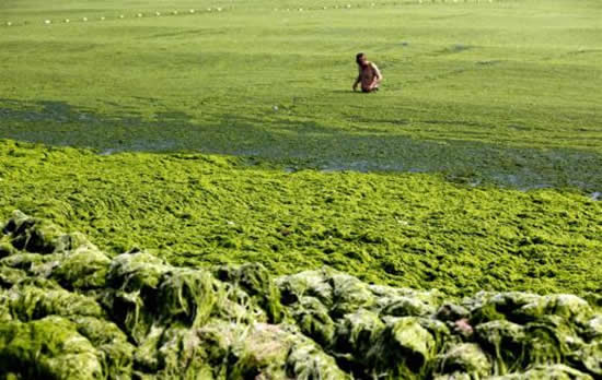 yosun14.jpg yosun14.jpg