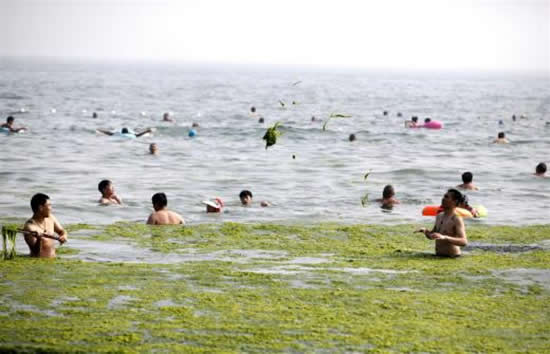 yosun7.jpg yosun7.jpg