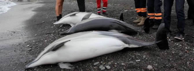 yunus-003.jpg yunus-003.jpg