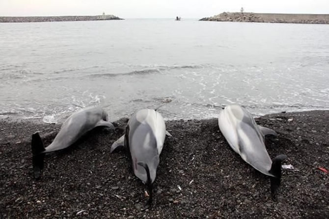 yunus2-001.jpg yunus2-001.jpg